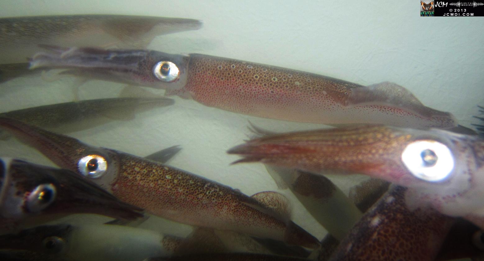 Strange little monsters � Opalescent Squid in bait tank